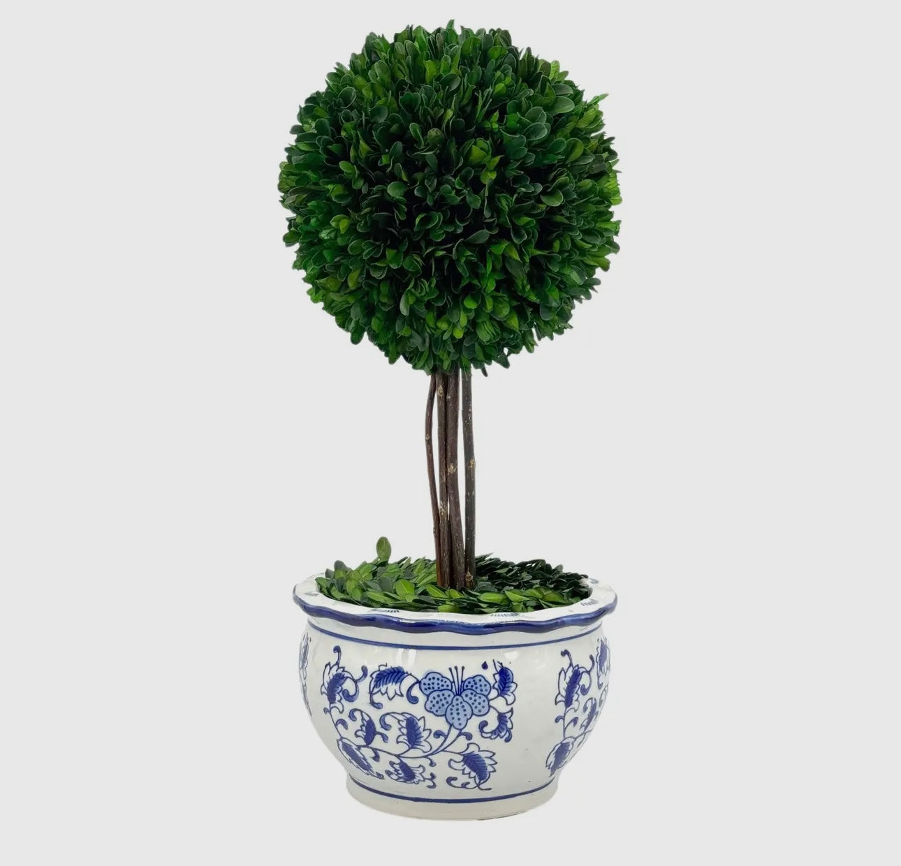 Boxwood Ball Topiary Tree